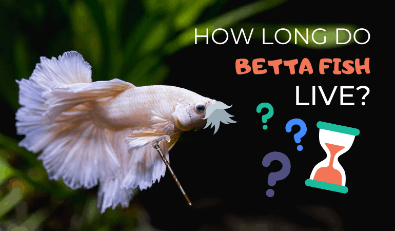 How Long do Betta Fish Live - JapaneseFightingFish.org