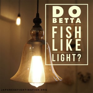 Betta fish light
