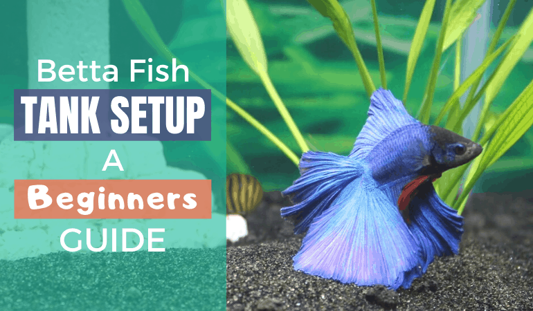 Beginners Betta Fish Tank Setup - JapaneseFightingFish.org