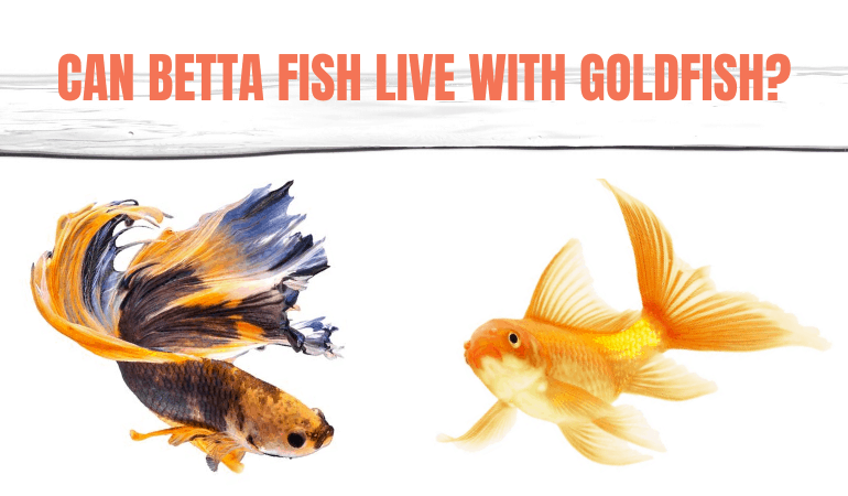 Can Betta Fish Live With Goldfish - JapaneseFightingFish.org
