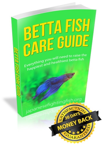Betta fish care guide