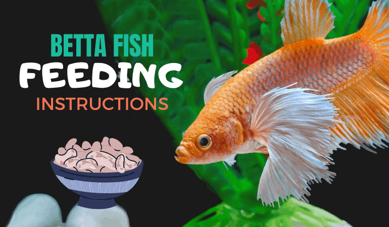 Betta Fish Feeding Instructions - JapaneseFightingFish.org