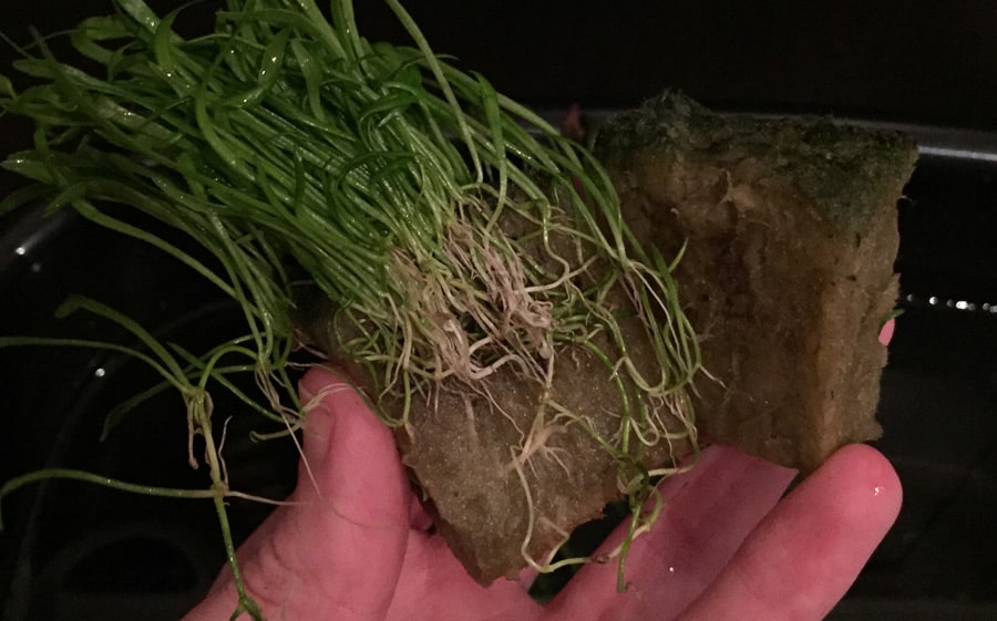 removing the wool from the plants