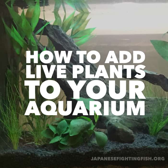 how to add live plants to yor aquarium