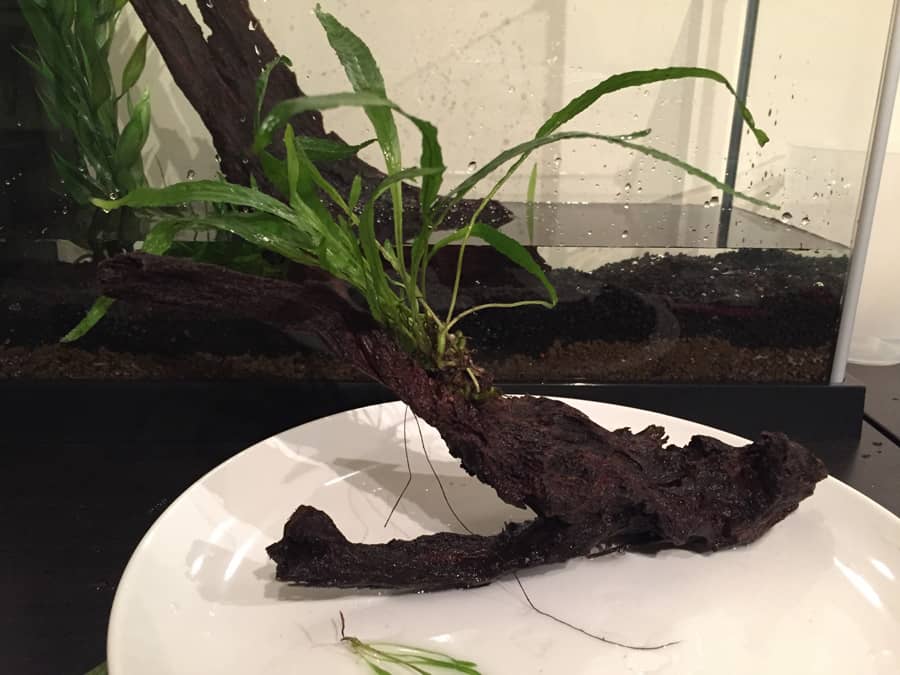 Adding live plant to driftwood