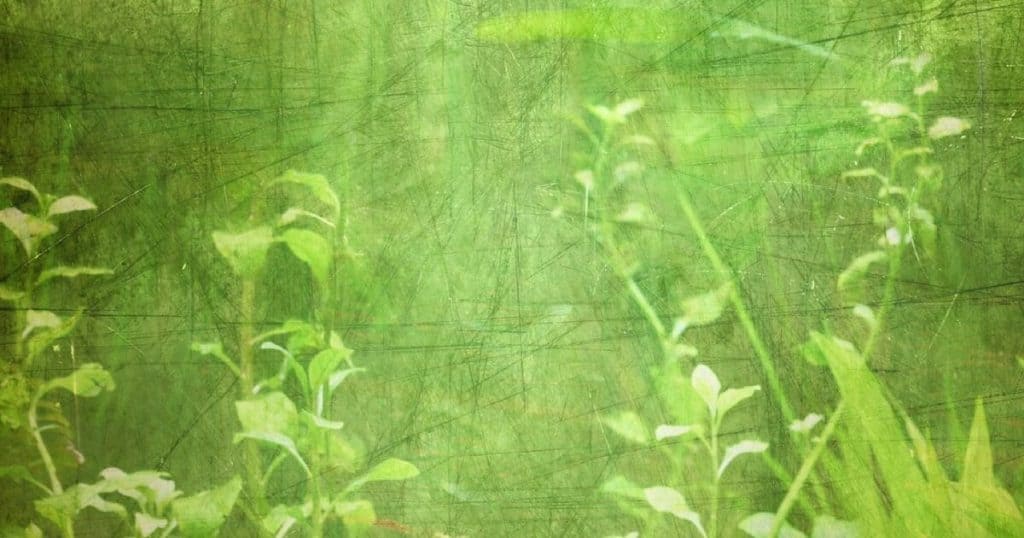 Getting rid of algae