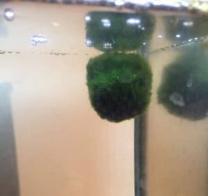 Adding marimo moss balls to your tank.