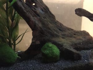 Position moss balls