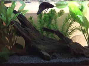 Marimo moss balls in aquarium.