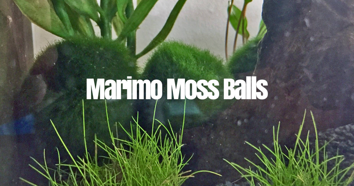Marimo Moss Ball Guide