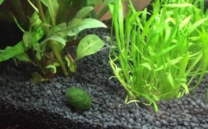 Mini marimo moss balls.