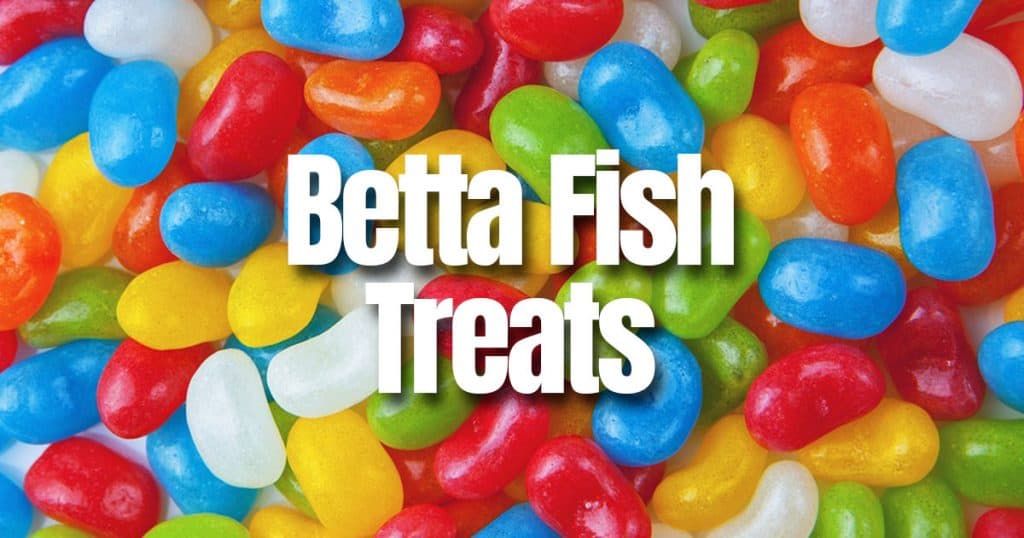 Betta fish treats