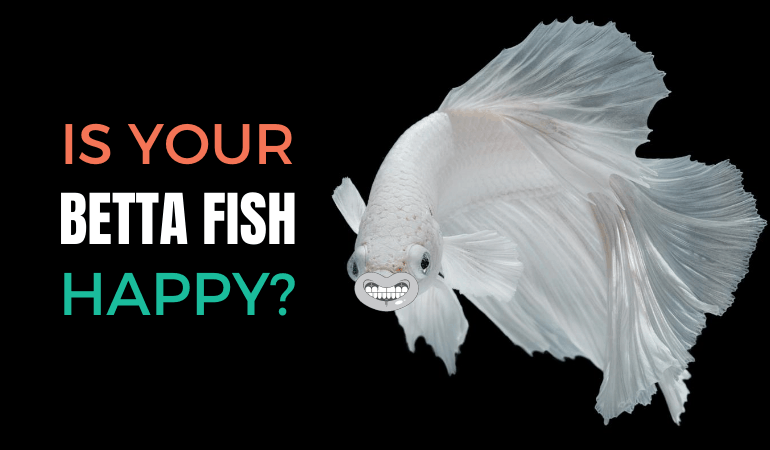 How to Tell if Your Betta Fish is Happy - JapaneseFightingFish.org