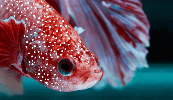 Ich or White Spot in Betta Fish
