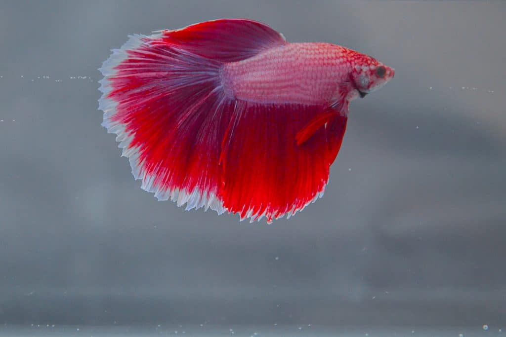 healthy betta in tank