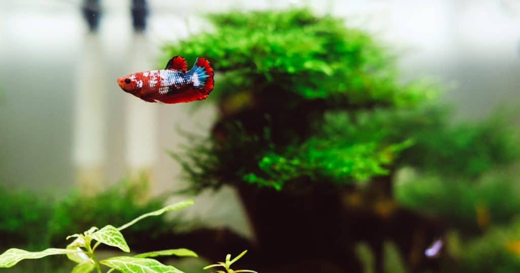 Betta fish swimming in clean aquarium