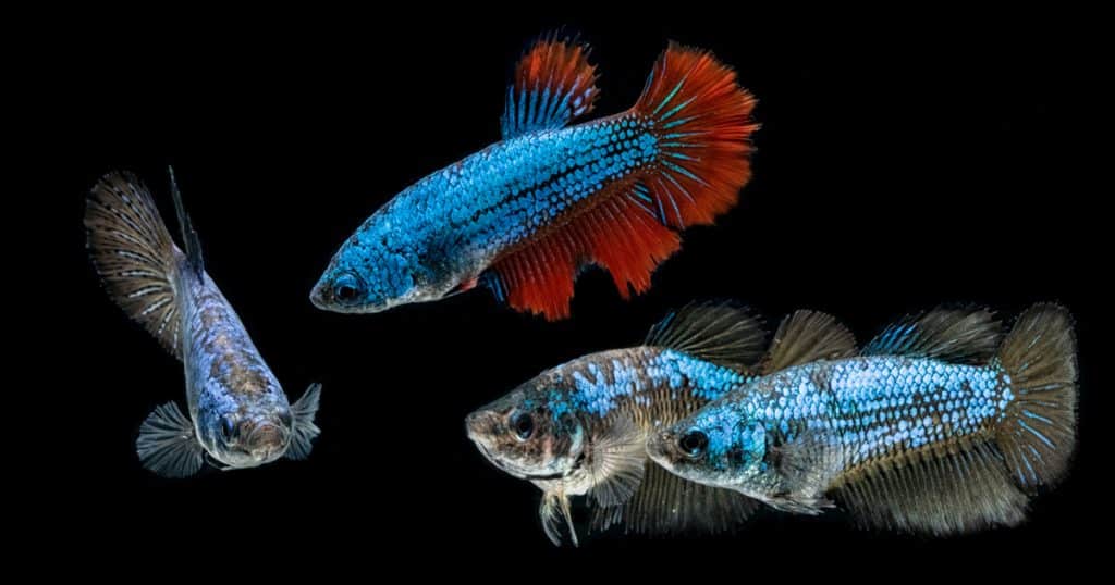 Female Betta Fish Swimming in Tank
