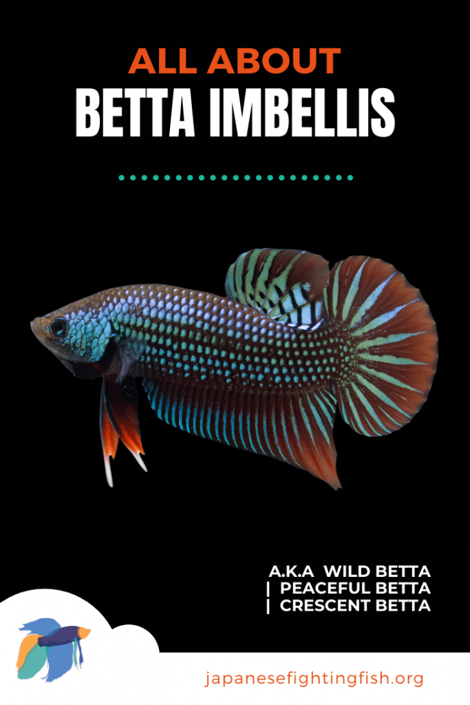Betta Imbellis - All About the Peaceful Betta a.k.a Wild Betta, Crescent Betta - JapaneseFightingFish.org