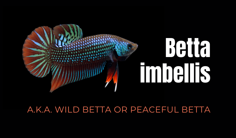 Betta imbellis - JapaneseFightingFish.org