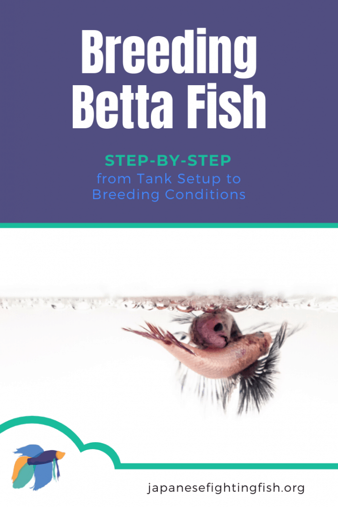 Breeding Betta Fish: Step-by-Step - from Tank Setup to Breeding Conditions - JapaneseFightingFish.org
