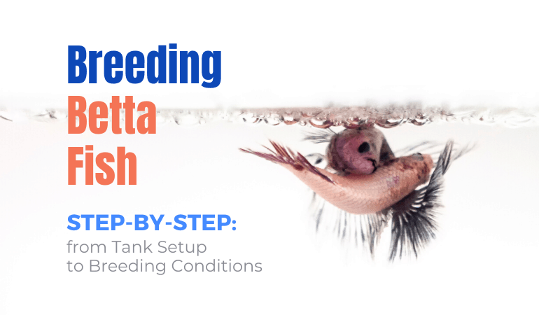 Breeding Betta Fish Step by Step - JapaneseFightingFish.org