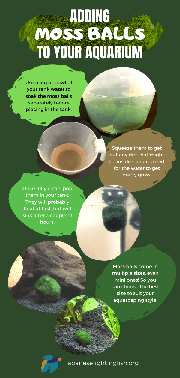 Adding-Moss-Balls-to-Your-Tank-Infographic