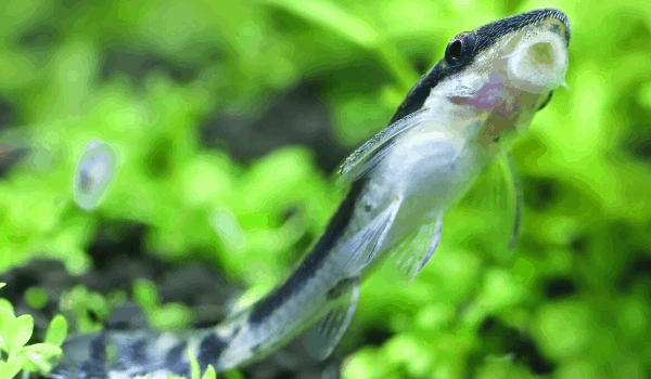 Betta Tank Mate - Algae Eater Catfish
