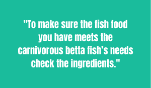 Betta-Fish-are-Carnivorous