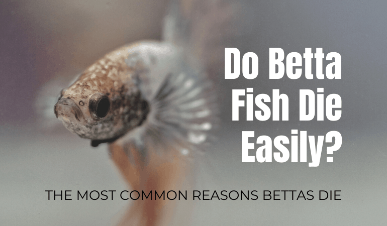 Do Betta Fish Die Easily? Common Reasons Betta Fish Die - JapaneseFightingFish.org