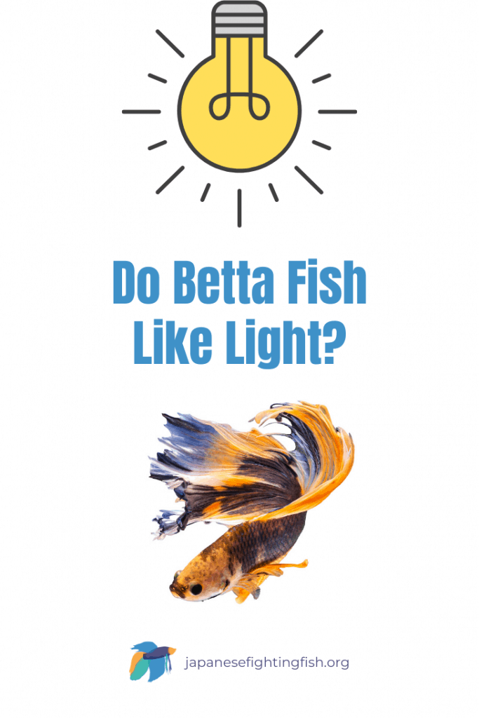 Do Betta Fish Like Light - JapaneseFightingFish.org