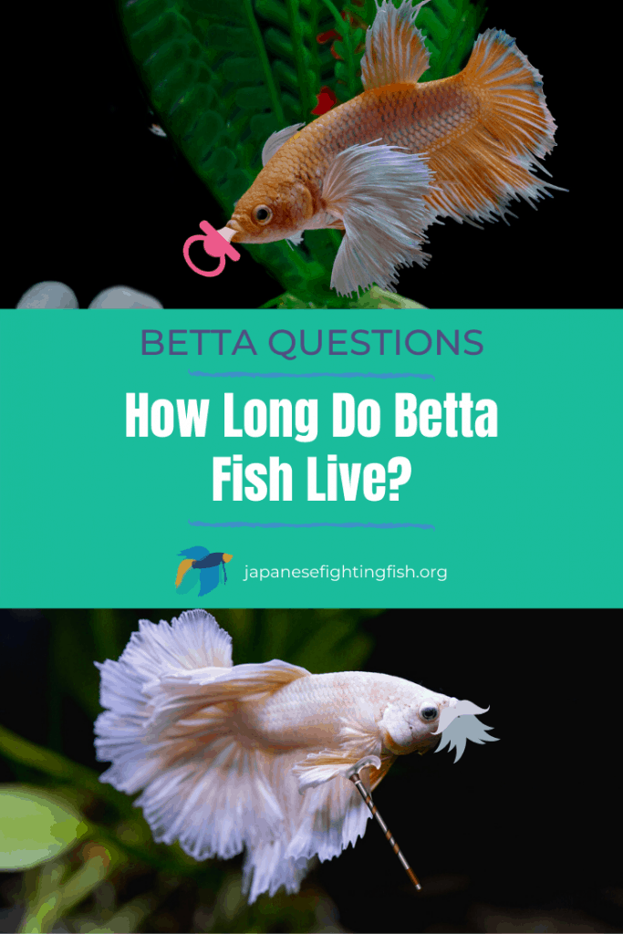 How Long do Betta Fish Live - JapaneseFightingFish.org