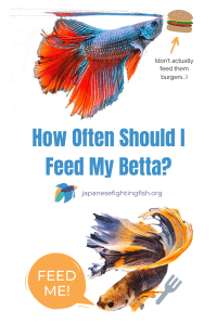 How Often Should I Feed My Betta - Betta Fish Feeding Instructions - JapaneseFightingFish.org