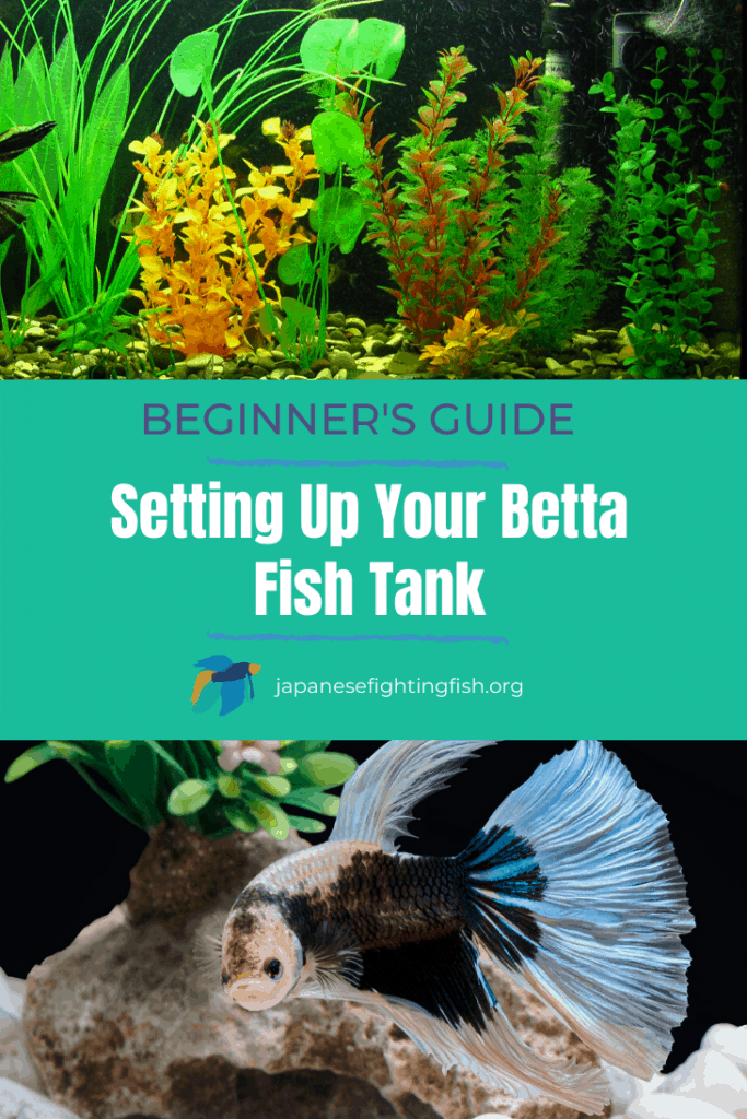 Beginners Guide to Setting Up Your Betta Fish Tank - JapaneseFightingFish.org