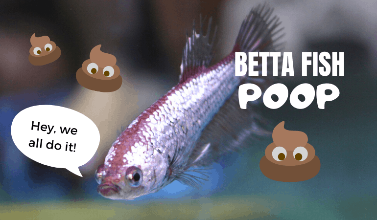 Betta Fish Poop - JapaneseFightingFish.org