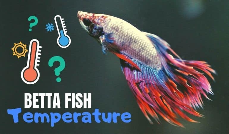 Betta Fish Temperature - What Temperature Should Your Betta Fish Tank Be? - JapaneseFightingFish.org
