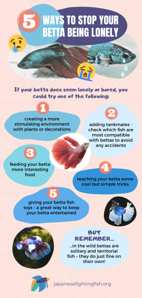 Do Betta Fish Get Lonely? - JapaneseFightingFish.org