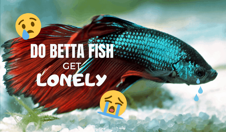 Do Betta Fish Get Lonely? - JapaneseFightingFish.org