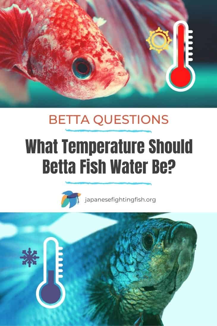 What Temperature Should Betta Fish Water Be? - JapaneseFightingFish.org