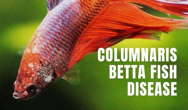 Columnaris Betta Fish Disease