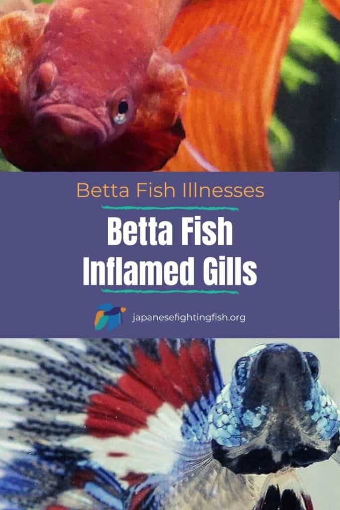 Betta Fish Inflamed Gills