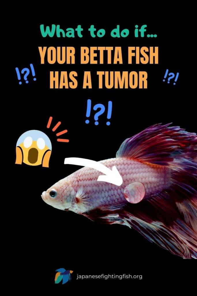 Betta Fish Tumor - What To Do if Your Betta Fish has a Tumor
