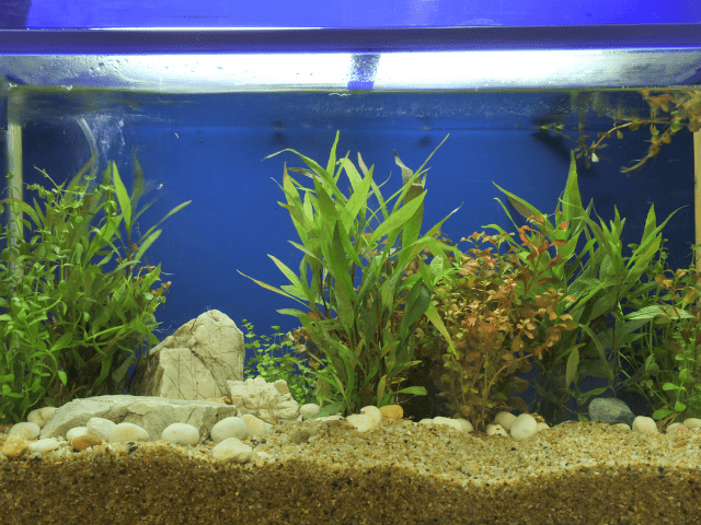 10 gallons aquarium setup