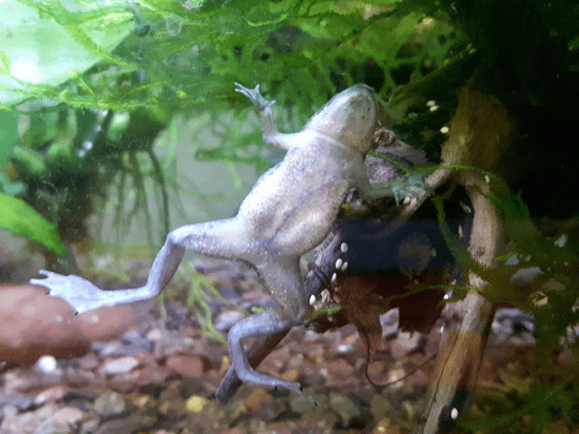 african dwarf frog in aquarium