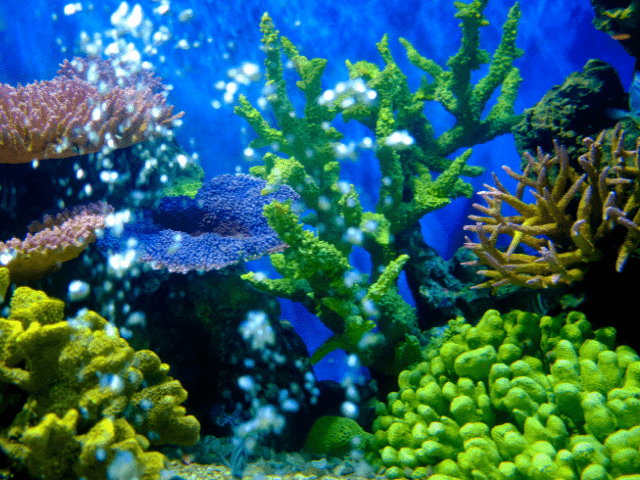 aquarium with different decorations