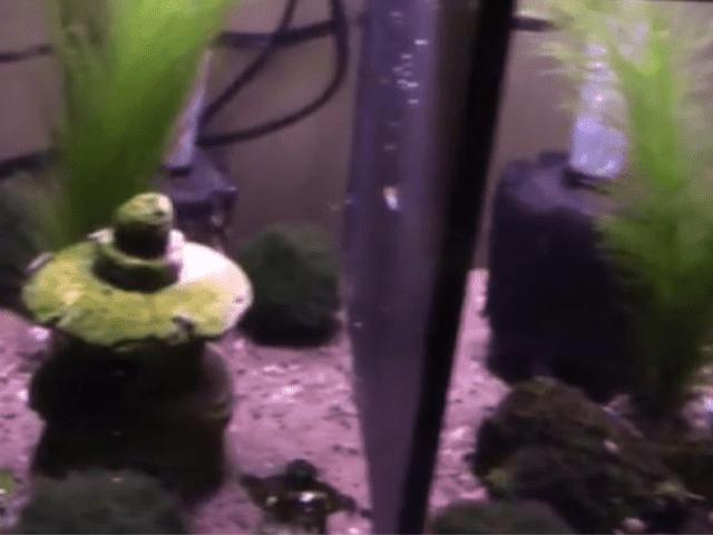 aquarium with divider