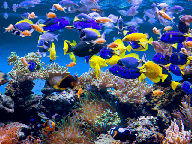 aquarium with lots of fish