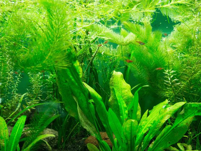aquarium with lots of plants