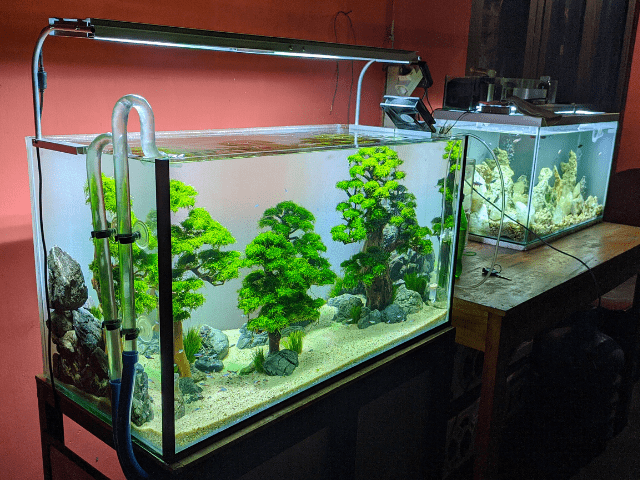 aquariums with plants and decorations