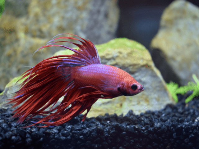 betta splendens in aquarium