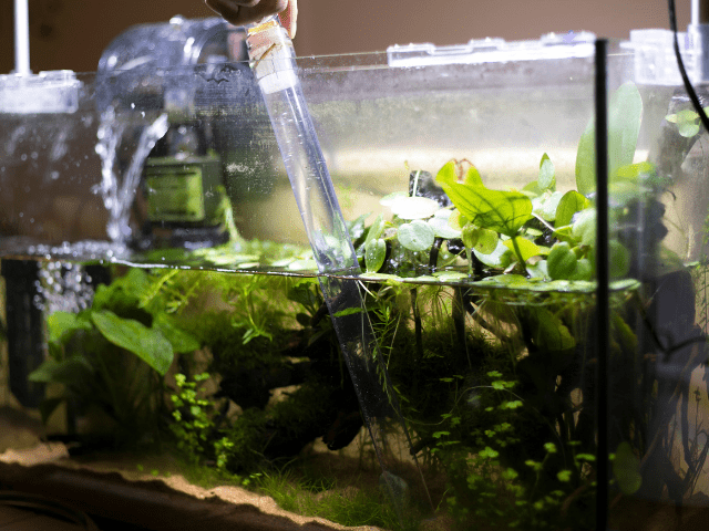 cleaning aquarium with vacuum
